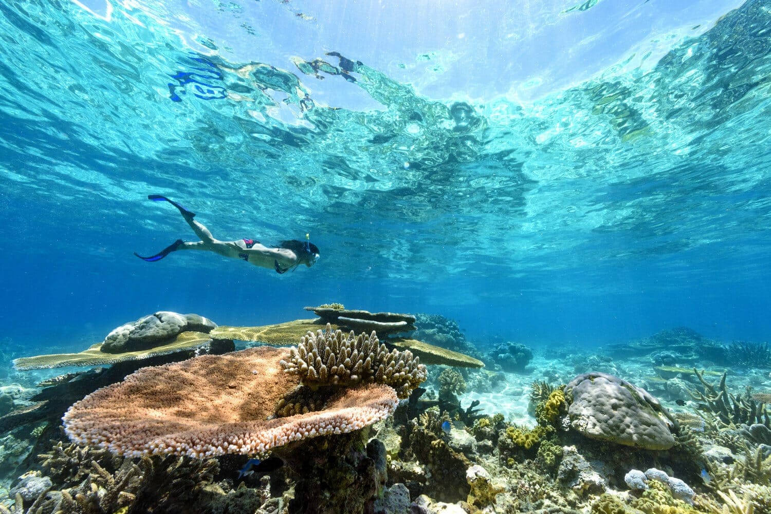 Snorkeling at Rainbow Reef — start planning your Fiji vacation